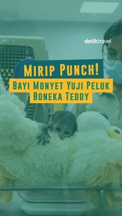 Video: Mirip Punch! Bayi Monyet Yuji Peluk Boneka Teddy