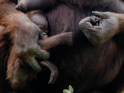 Bayi Orang Utan Kalimantan Lahir di Madrid, Yuk Usul Nama!