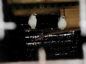 Kisah Egi Bersama Kelompok Kehati Pertiwi Lestari Konservasi Jalak Bali