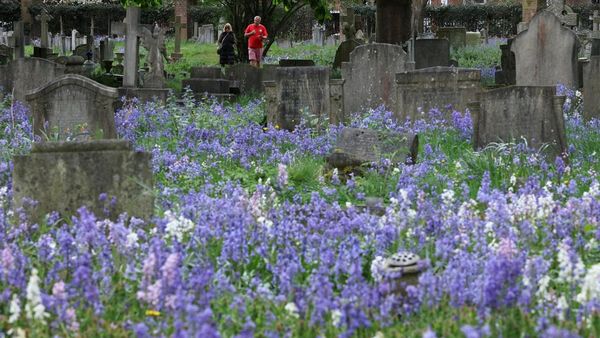 Hamparan Bluebell Mekar Hiasi Pemakaman Mortlake