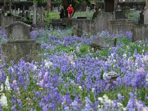 Hamparan Bluebell Mekar Hiasi Pemakaman Mortlake