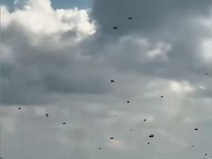 Fenomena Kawanan Lebah di Tol Bali Mandara, Ini Penjelasan BKSDA