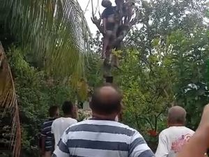 Petani Kupang Tewas di Atas Pohon Lamtoro Usai Tersengat Listrik