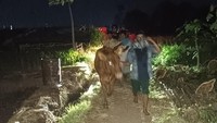 Sapi Curian Ditemukan Terikat di Pohon Pisang Probolinggo