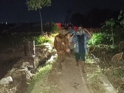 Sapi Curian Ditemukan Terikat di Pohon Pisang Probolinggo