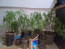 Petani di Empat Lawang Ditangkap karena Tanam Ganja di Dapur Rumahnya