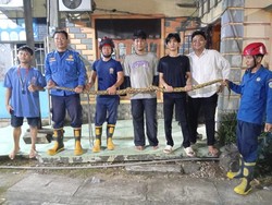 Ngeri! Ular Piton 3 Meter Ngumpet di Sela Lemari Pakaian Warga Parepare