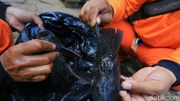 Darurat Ekologi Invasi Ikan Sapu-Sapu