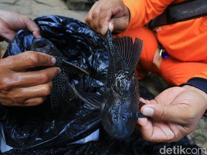 Rano Karno Ungkap Usulan Ikan Sapu-sapu Diolah Jadi Arang Seperti di Brasil