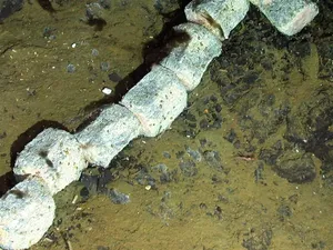 Bangkai Paus di Kedalaman 1,4 Km Ungkap Misteri Laut Dalam