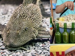 Begini Tekstur, Bau, dan Rasa Siomay dari Ikan Terkotor Jakarta