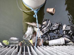 Ikan Sapu-sapu Membludak? Dedi Mulyadi Ungkap Fakta Ngeri Ini