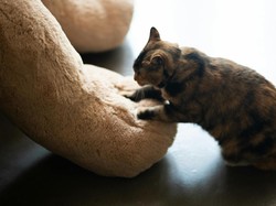 Kenapa Kucing Suka Menguleni? Ini 7 Alasannya yang Mungkin Tidak Kamu Duga!