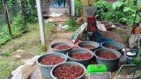 Ekspansi Kopi Karangsari Kuningan Terhambat Lahan