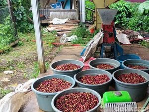 Ekspansi Kopi Karangsari Kuningan Terhambat Lahan