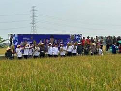 El Nino Ancam Produksi Padi di Jatim, Begini Upaya Pemprov Jatim