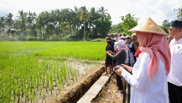 Berita dari Detik Finance: Produksi Padi Banyuwangi Tembus 160 Ribu Ton di Januari-Maret 2026
