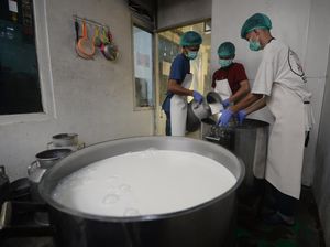 Produksi Susu Boyolali Tembus Ribuan Liter untuk Program MBG