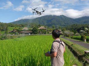 Petani Jatiluwih Pakai Drone untuk Pemupukan, Hemat Waktu dan Tenaga