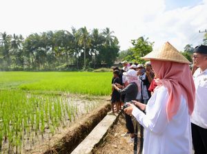 Produksi Padi Banyuwangi Capai 160 Ribu Ton dalam 3 Bulan