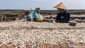Cuaca Cerah Jaga Harga Ikan Teri Tetap Stabil