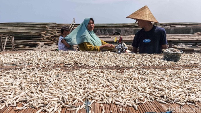 Sejumlah nelayan menjemur ikan teri di area Cilincing, Jakarta Utara, Selasa (21/4/2026). Di bawah terik matahari, hamparan ikan teri terlihat memenuhi area pengeringan nan sederhana, mulai dari para-para bambu hingga jaring nan dibentangkan di atas tanah. Aktivitas ini menjadi pemandangan rutin saat musim panas tiba, ketika hasil tangkapan melimpah dan cuaca mendukung proses pengeringan alami.