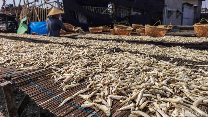 Cuaca Cerah Jaga Harga Ikan Teri Tetap Stabil Sejumlah nelayan menjemur ikan teri di area Cilincing, Jakarta Utara, Selasa (21/4/2026). Di bawah terik matahari, hamparan ikan teri terlihat memenuhi area pengeringan nan sederhana, mulai dari para-para bambu hingga jaring nan dibentangkan di atas tanah. Aktivitas ini menjadi pemandangan rutin saat musim panas tiba, ketika hasil tangkapan melimpah dan cuaca mendukung proses pengeringan alami.