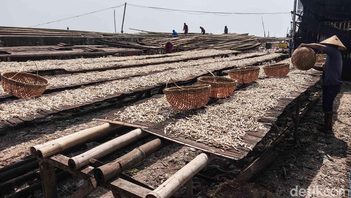 Cuaca Cerah Jaga Harga Ikan Teri Tetap Stabil Sejumlah nelayan menjemur ikan teri di area Cilincing, Jakarta Utara, Selasa (21/4/2026). Di bawah terik matahari, hamparan ikan teri terlihat memenuhi area pengeringan nan sederhana, mulai dari para-para bambu hingga jaring nan dibentangkan di atas tanah. Aktivitas ini menjadi pemandangan rutin saat musim panas tiba, ketika hasil tangkapan melimpah dan cuaca mendukung proses pengeringan alami.