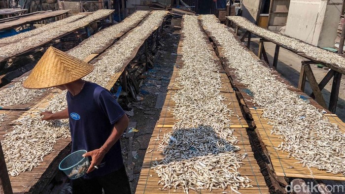 Cuaca Cerah Jaga Harga Ikan Teri Tetap Stabil Sejumlah nelayan menjemur ikan teri di area Cilincing, Jakarta Utara, Selasa (21/4/2026). Di bawah terik matahari, hamparan ikan teri terlihat memenuhi area pengeringan nan sederhana, mulai dari para-para bambu hingga jaring nan dibentangkan di atas tanah. Aktivitas ini menjadi pemandangan rutin saat musim panas tiba, ketika hasil tangkapan melimpah dan cuaca mendukung proses pengeringan alami.
