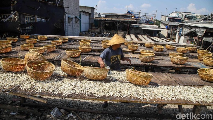 Cuaca Cerah Jaga Harga Ikan Teri Tetap Stabil Sejumlah nelayan menjemur ikan teri di area Cilincing, Jakarta Utara, Selasa (21/4/2026). Di bawah terik matahari, hamparan ikan teri terlihat memenuhi area pengeringan nan sederhana, mulai dari para-para bambu hingga jaring nan dibentangkan di atas tanah. Aktivitas ini menjadi pemandangan rutin saat musim panas tiba, ketika hasil tangkapan melimpah dan cuaca mendukung proses pengeringan alami.