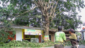Dinas Tamhut Sisir Pohon Rawan Tumbang di Pinang Ranti
