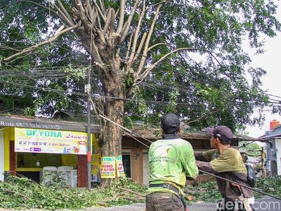 Dinas Tamhut Sisir Pohon Rawan Tumbang di Pinang Ranti