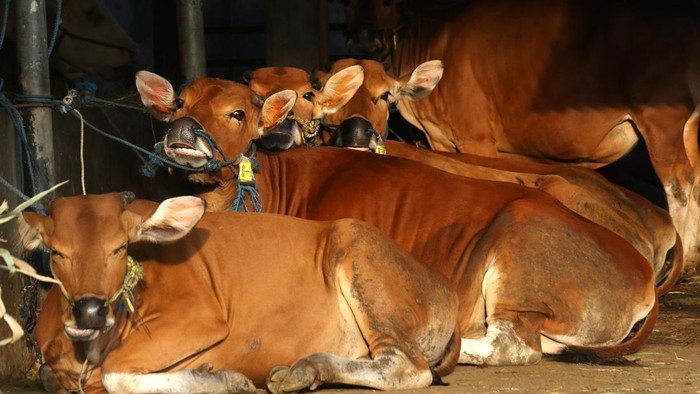 Genjot Populasi Sapi Lokal, Pemerintah Andalkan Inseminasi Buatan Seorang pemilik menunggang indukan sapi Bali (Bos Javanicus domesticus) di sebuah kandang di Tanjung, Banyuwangi, Jawa Timur, Senin (20/4/2026). Pemerintah terus berupaya meningkatkan populasi sapi dan kerbau lokal melalui penerapan teknologi fertilisasi buatan untuk memperbaiki mutu genetik ternak, meningkatkan nomor kelahiran dan mencegah penularan penyakit sebagai upaya memenuhi kebutuhan daging sapi dan kerbau Nasional pada 2026 sebesar 964 ribu ton dimana proyeksi produksi saat ini baru mencapai 479 ribu ton. ANTARA FOTO/Budi Candra Setya