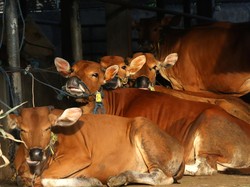 Pernah Sebut 19.000 Sapi Dipotong Tiap Hari untuk MBG, Kepala BGN Klarifikasi