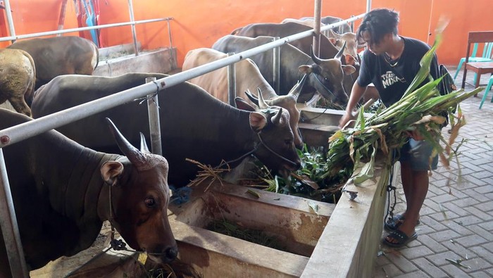 Seorang pemilik menunggang indukan sapi Bali (Bos Javanicus domesticus) di sebuah kandang di Tanjung, Banyuwangi, Jawa Timur, Senin (20/4/2026). Pemerintah terus berupaya meningkatkan populasi sapi dan kerbau lokal melalui penerapan teknologi fertilisasi buatan untuk memperbaiki mutu genetik ternak, meningkatkan nomor kelahiran dan mencegah penularan penyakit sebagai upaya memenuhi kebutuhan daging sapi dan kerbau Nasional pada 2026 sebesar 964 ribu ton dimana proyeksi produksi saat ini baru mencapai 479 ribu ton. ANTARA FOTO/Budi Candra Setya