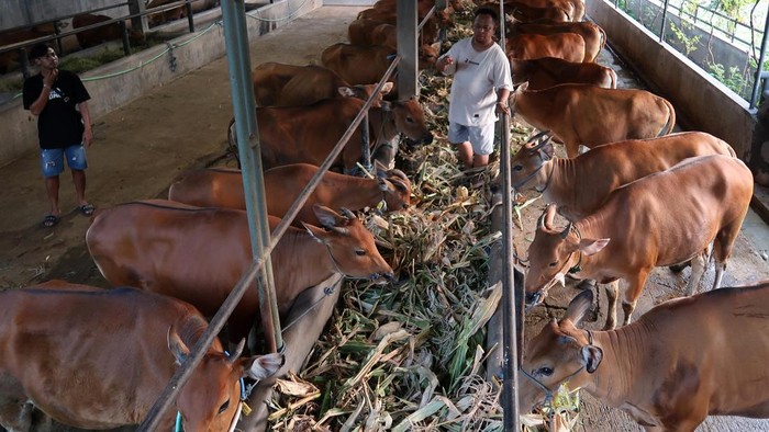 Genjot Populasi Sapi Lokal, Pemerintah Andalkan Inseminasi Buatan Seorang pemilik menunggang indukan sapi Bali (Bos Javanicus domesticus) di sebuah kandang di Tanjung, Banyuwangi, Jawa Timur, Senin (20/4/2026). Pemerintah terus berupaya meningkatkan populasi sapi dan kerbau lokal melalui penerapan teknologi fertilisasi buatan untuk memperbaiki mutu genetik ternak, meningkatkan nomor kelahiran dan mencegah penularan penyakit sebagai upaya memenuhi kebutuhan daging sapi dan kerbau Nasional pada 2026 sebesar 964 ribu ton dimana proyeksi produksi saat ini baru mencapai 479 ribu ton. ANTARA FOTO/Budi Candra Setya
