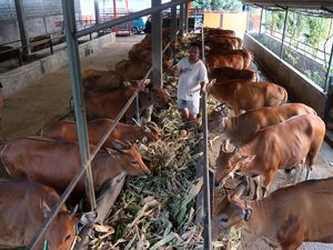 Genjot Populasi Sapi Lokal, Pemerintah Andalkan Inseminasi Buatan