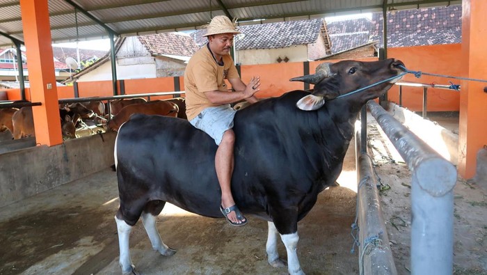 Genjot Populasi Sapi Lokal, Pemerintah Andalkan Inseminasi Buatan Seorang pemilik menunggang indukan sapi Bali (Bos Javanicus domesticus) di sebuah kandang di Tanjung, Banyuwangi, Jawa Timur, Senin (20/4/2026). Pemerintah terus berupaya meningkatkan populasi sapi dan kerbau lokal melalui penerapan teknologi fertilisasi buatan untuk memperbaiki mutu genetik ternak, meningkatkan nomor kelahiran dan mencegah penularan penyakit sebagai upaya memenuhi kebutuhan daging sapi dan kerbau Nasional pada 2026 sebesar 964 ribu ton dimana proyeksi produksi saat ini baru mencapai 479 ribu ton. ANTARA FOTO/Budi Candra Setya