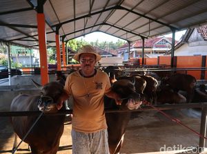 Meski Defisit, Pasokan Sapi di Banyuwangi Aman dan Melimpah