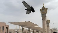 Potret Kesetiaan Merpati di Masjid Nabawi
