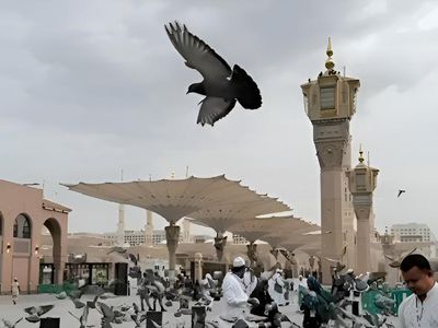 Potret Kesetiaan Merpati di Masjid Nabawi