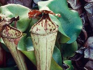 Kantong Semar Paling Langka di Dunia Hanya Ada di Tebing Batu Bukit Kelam