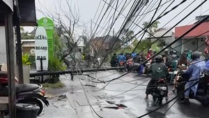 Hujan Deras Sebabkan Pohon Tumbang di Pecatu, 1 Pengendara Ojol Terluka