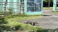 Geger Kemunculan Biawak Segede Komodo di Pangandaran