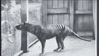 Thylacine: Kepala Serigala, Badan Harimau, Berkantong Mirip Kanguru