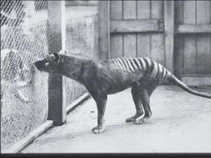Thylacine: Kepala Serigala, Badan Harimau, Berkantong Mirip Kanguru