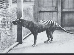 Thylacine: Kepala Serigala, Badan Harimau, Berkantong Mirip Kanguru