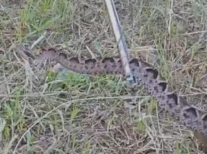 Penampakan Ular Gibug yang Kabur Usai Gigit Pencari Rumput di Brebes