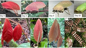 Belalang Daun Berubah Warna dari Merah Muda ke Hijau, Ini Penampakannya