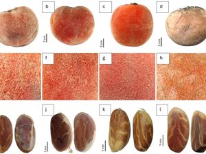 Ditemukan Subspesies Baru Buah Bisbul, Hanya Ada di Papua